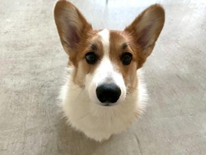 山梨県甲府市の犬の保育園もふ＆ふる　犬のしつけ　ドッグトレーニング