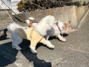 山梨県甲府市の犬の保育園もふ＆ふる　犬のしつけ　ドッグトレーニング