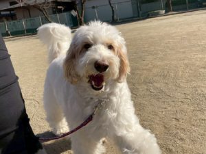 山梨県甲府市の犬の保育園もふ＆ふる　犬のしつけ　ドッグトレーニング