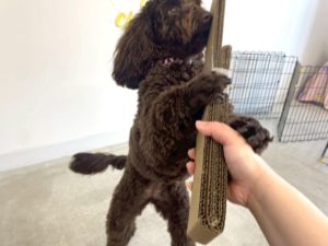 山梨県甲府市の犬の保育園もふ＆ふる　犬のしつけ　ドッグトレーニング