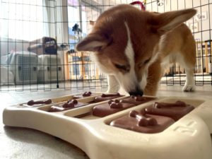 山梨県甲府市の犬の保育園もふ＆ふる　犬のしつけ　ドッグトレーニング