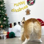 山梨県甲府市の犬の保育園もふ＆ふる　犬のしつけ　ドッグトレーニング