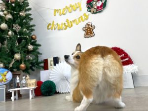 山梨県甲府市の犬の保育園もふ＆ふる　犬のしつけ　ドッグトレーニング