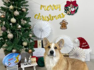 山梨県甲府市の犬の保育園もふ＆ふる　犬のしつけ　ドッグトレーニング