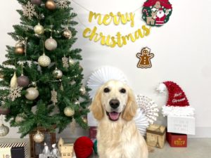 山梨県甲府市の犬の保育園もふ＆ふる　犬のしつけ　ドッグトレーニング