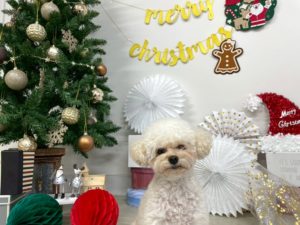 山梨県甲府市の犬の保育園もふ＆ふる　犬のしつけ　ドッグトレーニング