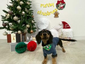 山梨県甲府市の犬の保育園もふ＆ふる　犬のしつけ　ドッグトレーニング