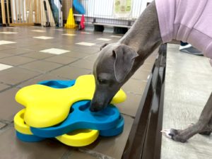 山梨県甲府市の犬の保育園もふ＆ふる　犬のしつけ　ドッグトレーニング