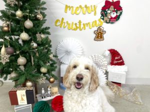 山梨県甲府市の犬の保育園もふ＆ふる　犬のしつけ　ドッグトレーニング