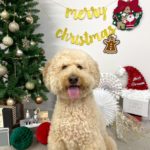 山梨県甲府市の犬の保育園もふ＆ふる　犬のしつけ　ドッグトレーニング