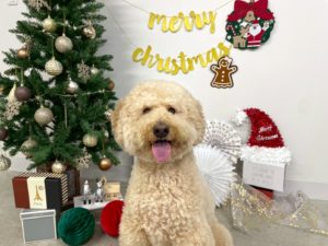 山梨県甲府市の犬の保育園もふ＆ふる　犬のしつけ　ドッグトレーニング