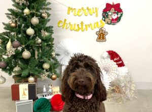 山梨県甲府市の犬の保育園もふ＆ふる　犬のしつけ　ドッグトレーニング