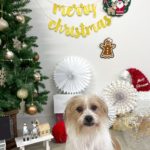 山梨県甲府市の犬の保育園もふ＆ふる　犬のしつけ　ドッグトレーニング