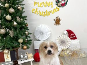 山梨県甲府市の犬の保育園もふ＆ふる　犬のしつけ　ドッグトレーニング