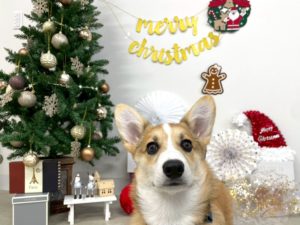 山梨県甲府市の犬の保育園もふ＆ふる　犬のしつけ　ドッグトレーニング