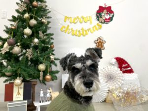 山梨県甲府市の犬の保育園もふ＆ふる　犬のしつけ　ドッグトレーニング