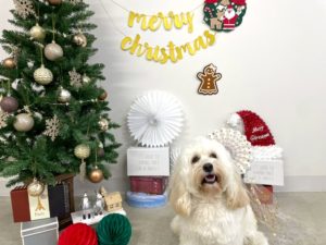 山梨県甲府市の犬の保育園もふ＆ふる　犬のしつけ　ドッグトレーニング