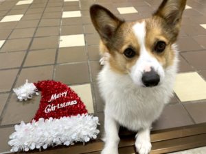 山梨県甲府市の犬の保育園もふ＆ふる　犬のしつけ　ドッグトレーニング
