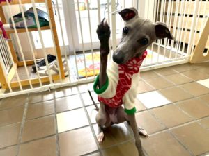 山梨県甲府市の犬の保育園もふ＆ふる　犬のしつけ　ドッグトレーニング