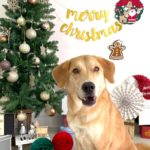 山梨県甲府市の犬の保育園もふ＆ふる　犬のしつけ　ドッグトレーニング