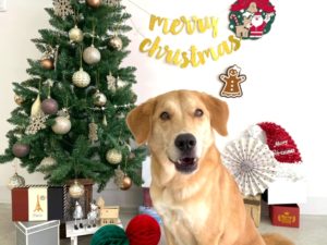 山梨県甲府市の犬の保育園もふ＆ふる　犬のしつけ　ドッグトレーニング