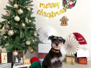 山梨県甲府市の犬の保育園もふ＆ふる　犬のしつけ　ドッグトレーニング