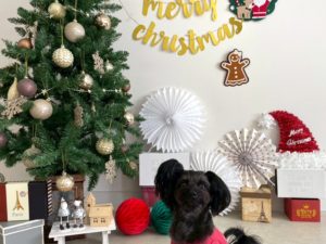 山梨県甲府市の犬の保育園もふ＆ふる　犬のしつけ　ドッグトレーニング