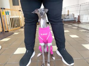 山梨県甲府市の犬の保育園もふ＆ふる　犬のしつけ　ドッグトレーニング