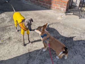 山梨県甲府市の犬の保育園もふ＆ふる　犬のしつけ　ドッグトレーニング