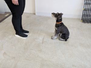 山梨県甲府市の犬の保育園もふ＆ふる　犬のしつけ　ドッグトレーニング