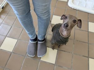 山梨県甲府市の犬の保育園もふ＆ふる　犬のしつけ　ドッグトレーニング