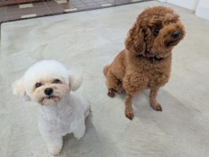 山梨県甲府市の犬の保育園もふ＆ふる　犬のしつけ　ドッグトレーニング