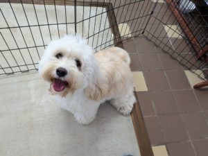 山梨県甲府市の犬の保育園もふ＆ふる　犬のしつけ　ドッグトレーニング