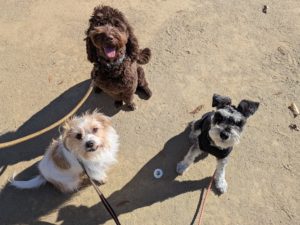 山梨県甲府市の犬の保育園もふ＆ふる　犬のしつけ　ドッグトレーニング