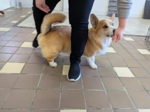 山梨県甲府市の犬の保育園もふ＆ふる　犬のしつけ　ドッグトレーニング