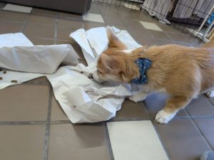 山梨県甲府市の犬の保育園もふ＆ふる　犬のしつけ　ドッグトレーニング