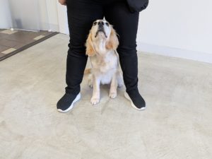 山梨県甲府市の犬の保育園もふ＆ふる　犬のしつけ　ドッグトレーニング