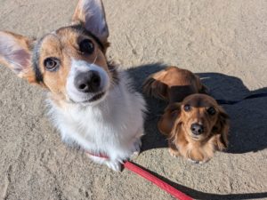 山梨県甲府市の犬の保育園もふ＆ふる　犬のしつけ　ドッグトレーニング