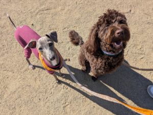 山梨県甲府市の犬の保育園もふ＆ふる　犬のしつけ　ドッグトレーニング