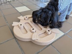 山梨県甲府市の犬の保育園もふ＆ふる　犬のしつけ　ドッグトレーニング