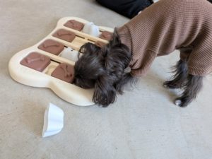 山梨県甲府市の犬の保育園もふ＆ふる　犬のしつけ　ドッグトレーニング
