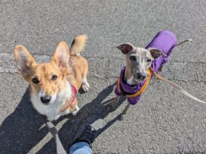 山梨県甲府市の犬の保育園もふ＆ふる　犬のしつけ　ドッグトレーニング