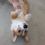 山梨県甲府市の犬の保育園もふ＆ふる　犬のしつけ　ドッグトレーニング