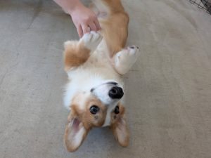 山梨県甲府市の犬の保育園もふ＆ふる　犬のしつけ　ドッグトレーニング