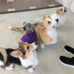 山梨県甲府市の犬の保育園もふ＆ふる　犬のしつけ　ドッグトレーニング