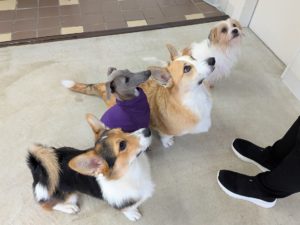 山梨県甲府市の犬の保育園もふ＆ふる　犬のしつけ　ドッグトレーニング