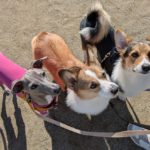 山梨県甲府市の犬の保育園もふ＆ふる　犬のしつけ　ドッグトレーニング