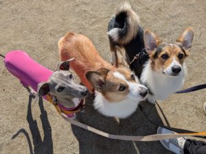 山梨県甲府市の犬の保育園もふ＆ふる　犬のしつけ　ドッグトレーニング