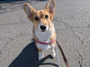 山梨県甲府市の犬の保育園もふ＆ふる　犬のしつけ　ドッグトレーニング