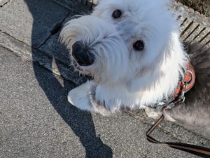 山梨県甲府市の犬の保育園もふ＆ふる　犬のしつけ　ドッグトレーニング